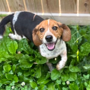 Northridge, Adult Male Beagle