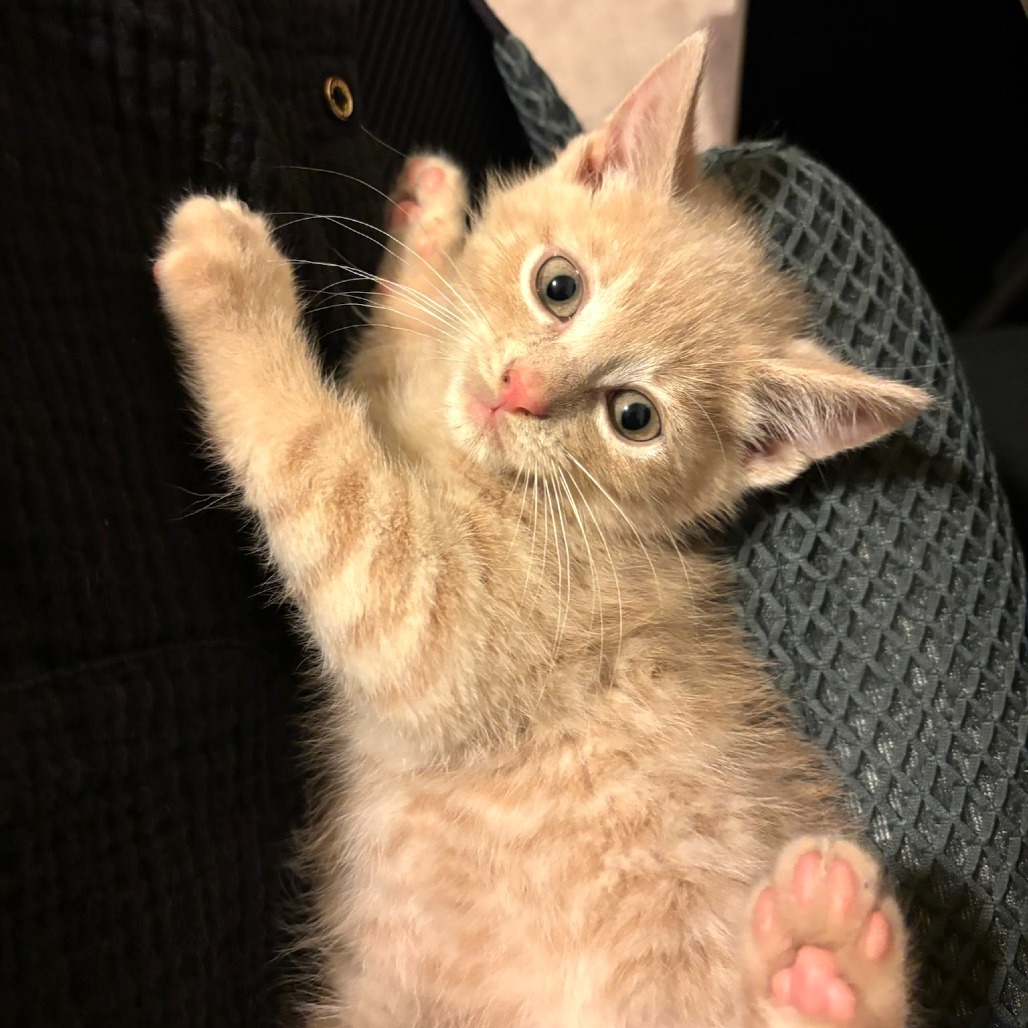 Senator Meow