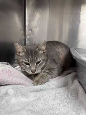 Name Esme Age 1 Year Breed Domestic Shorthair Grey Gender Female Meet Esme Esme is a beautifu