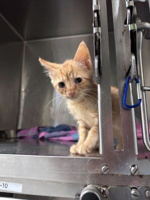 Name Honda Age 8 Weeks Breed Domestic Shorthair Kitten Gender Male Meet Honda Honda is an ado