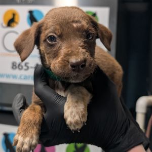 #6 Forrest Mixed Breed Dog