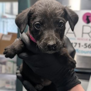 #7 Lavender Mixed Breed Dog