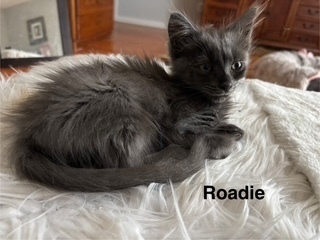 Roadie