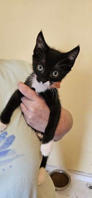 Meenie, Baby Female Domestic Short Hair