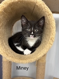 Miney