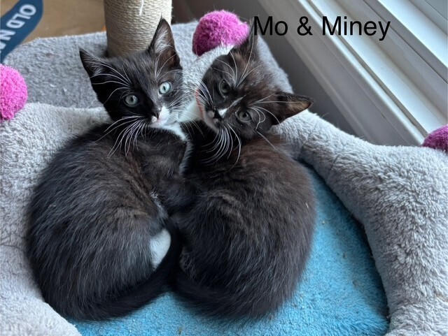 Miney