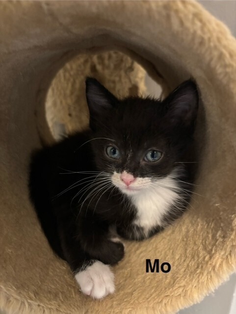 Mo
