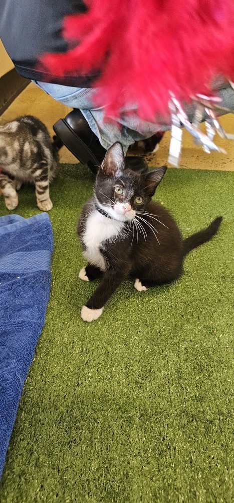 Mo