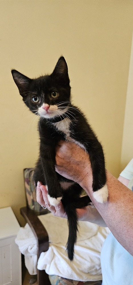 Mo