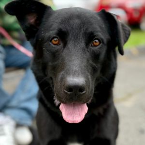Barkus, Adult Male Labrador Retriever