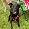 Barkus photo 3