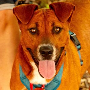 Diamond, Young Female Terrier