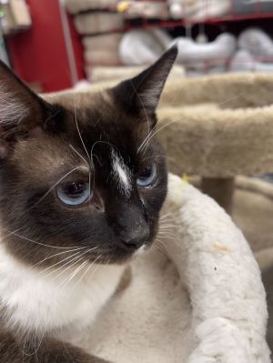 Charlie, Adult Male Siamese