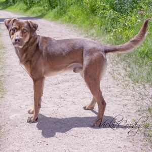 Bracken, Adult Male unknown