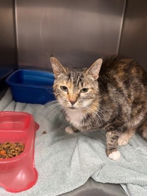 Carrie, Young Female Domestic Short Hair