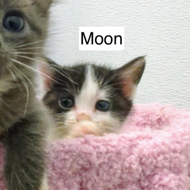 Moon