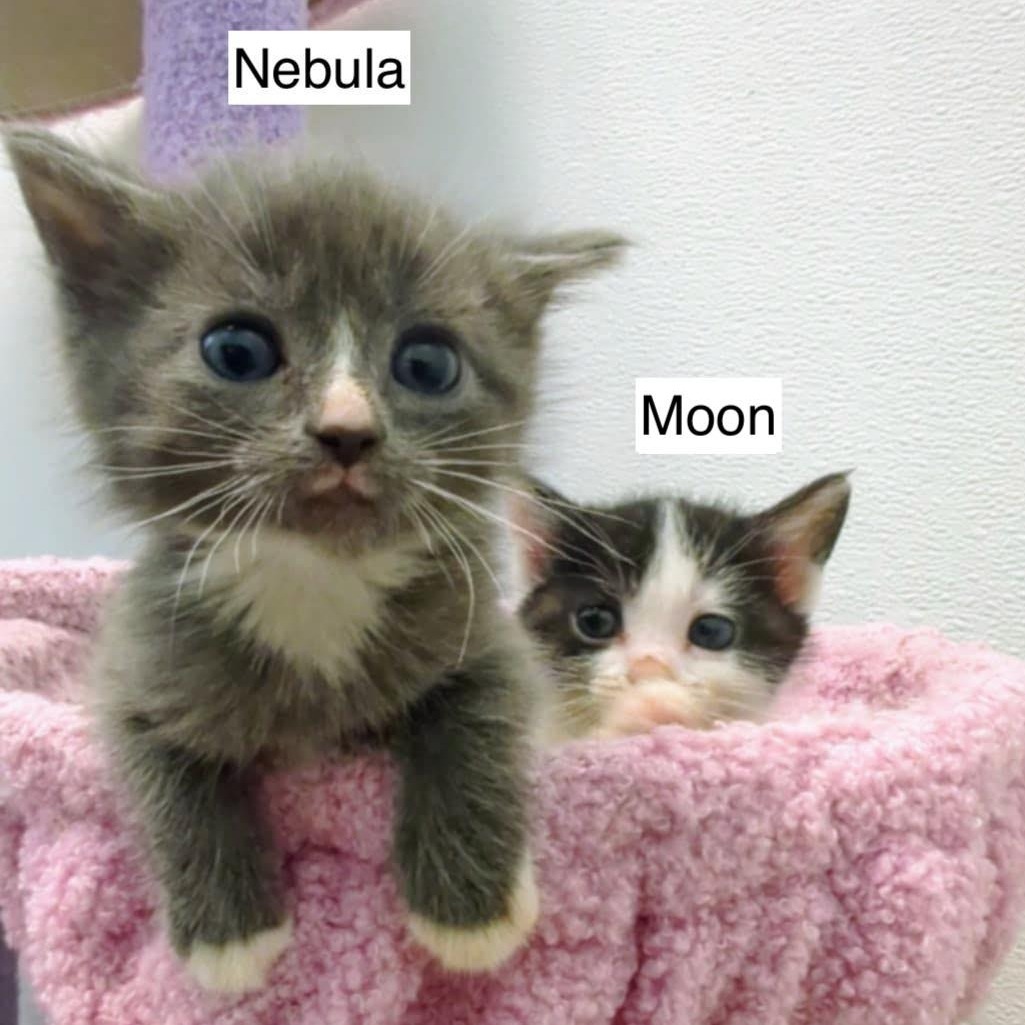 Nebula