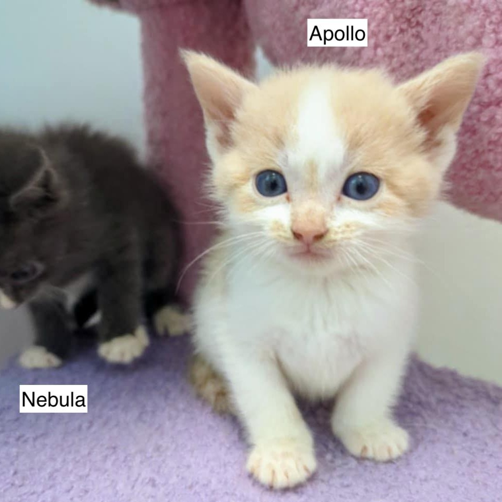 Apollo