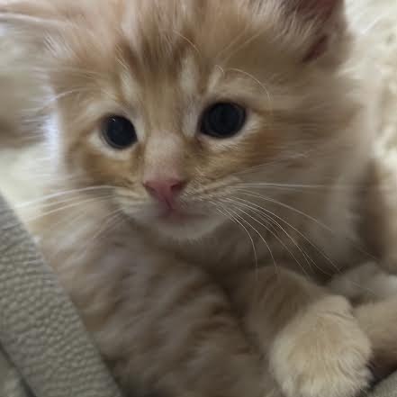 Pumpkin (kitten)