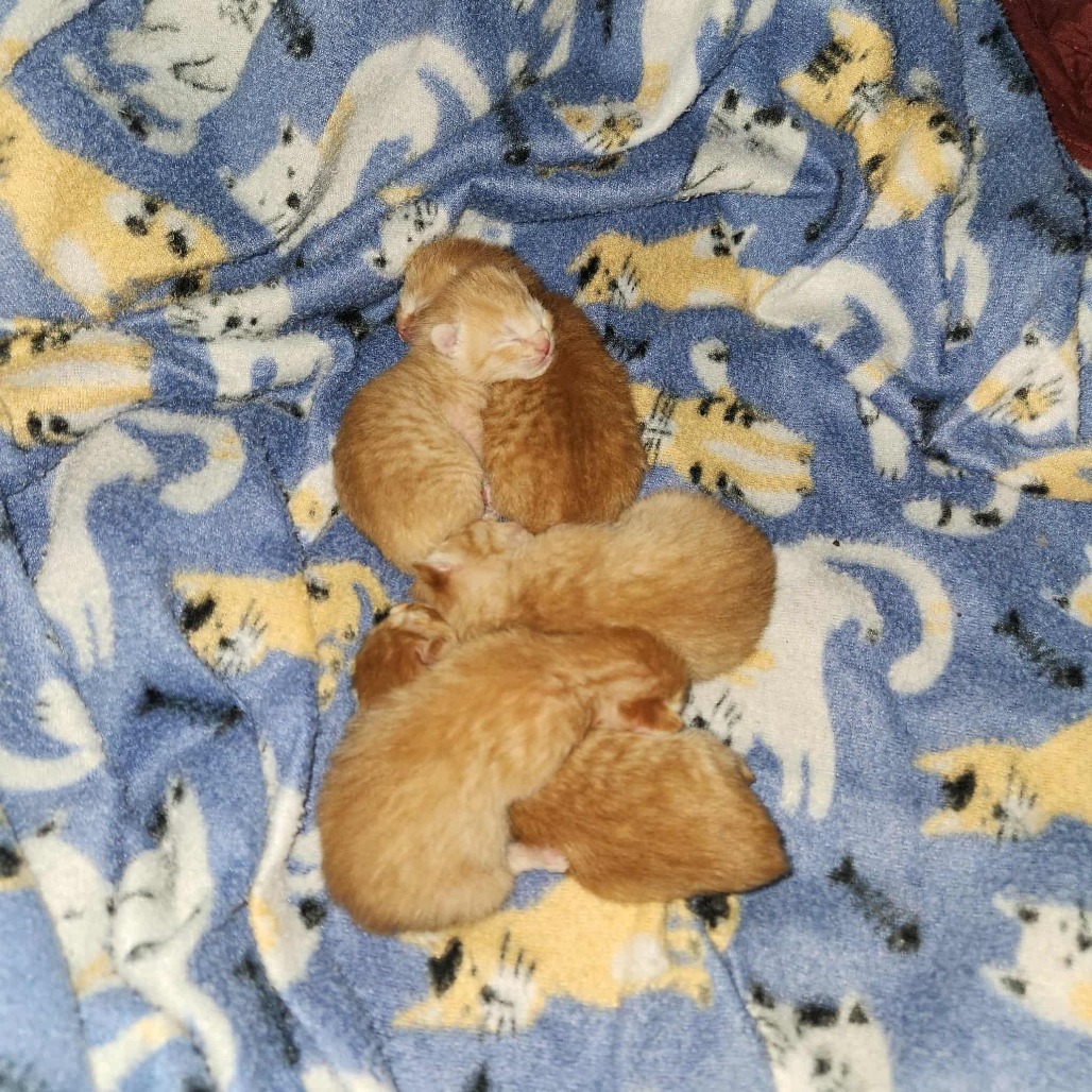 Pumpkin (kitten)