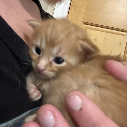 Pumpkin (kitten)
