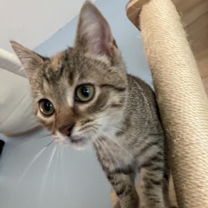 Butternut, Baby Female Domestic Short Hair