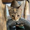 Butternut photo 2