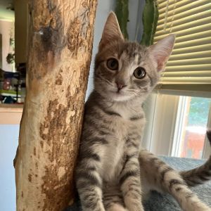 Hubbard, Baby Male Domestic Short Hair