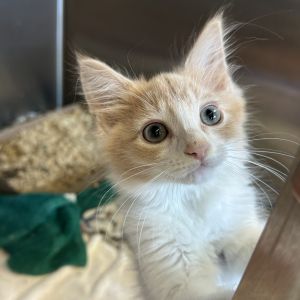 Stanley, Baby Male Domestic Short Hair