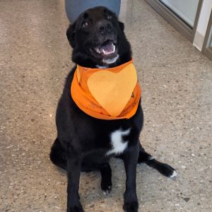 Badger, Adult Male Mixed Breed