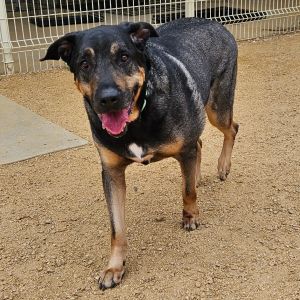Scooby, Adult Male unknown