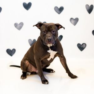 131c Duke Pit Bull Terrier Dog