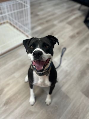 Roscoe, Adult Male Labrador Retriever