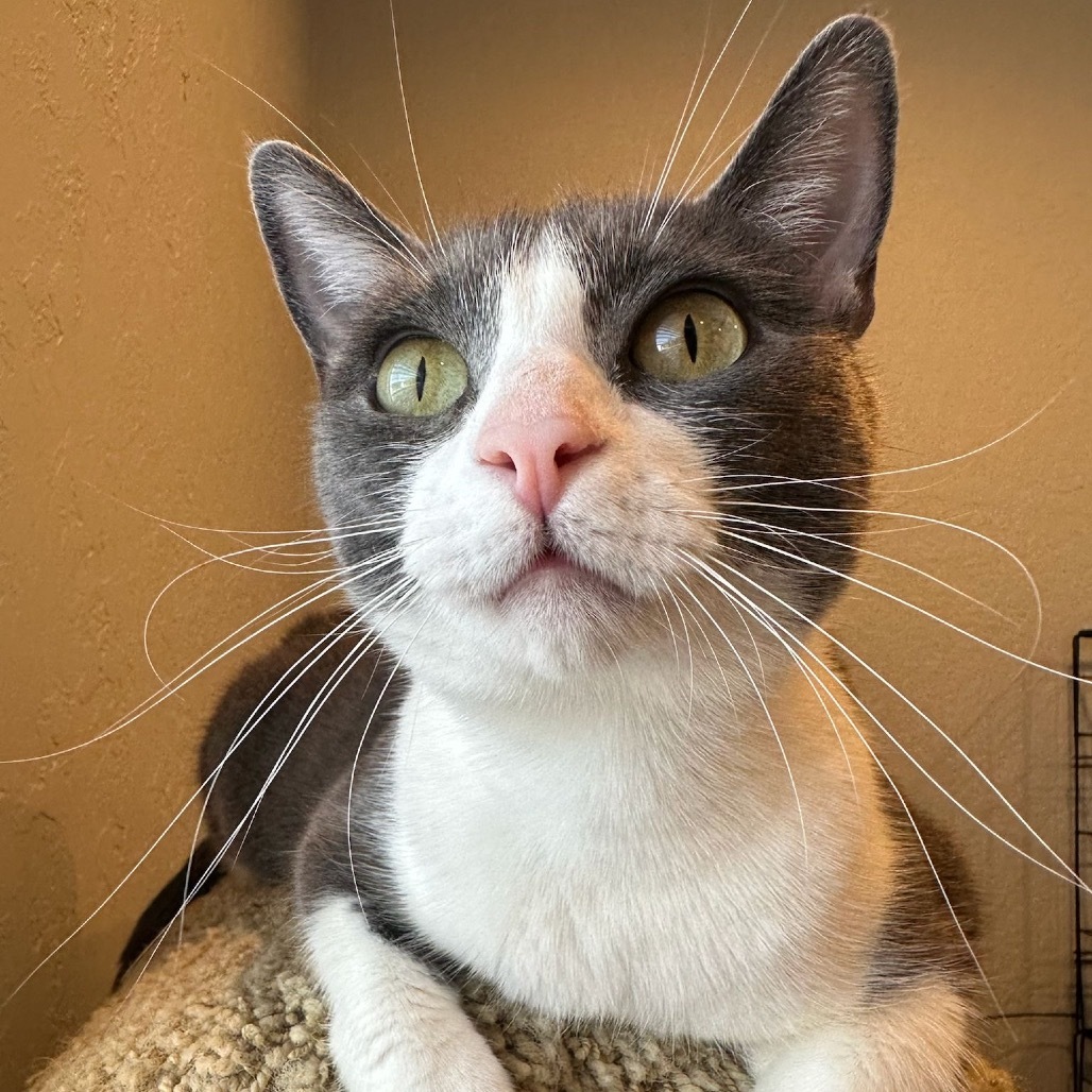 Valentina, an adoptable Domestic Short Hair in Talent, OR, 97540 | Photo Image 1