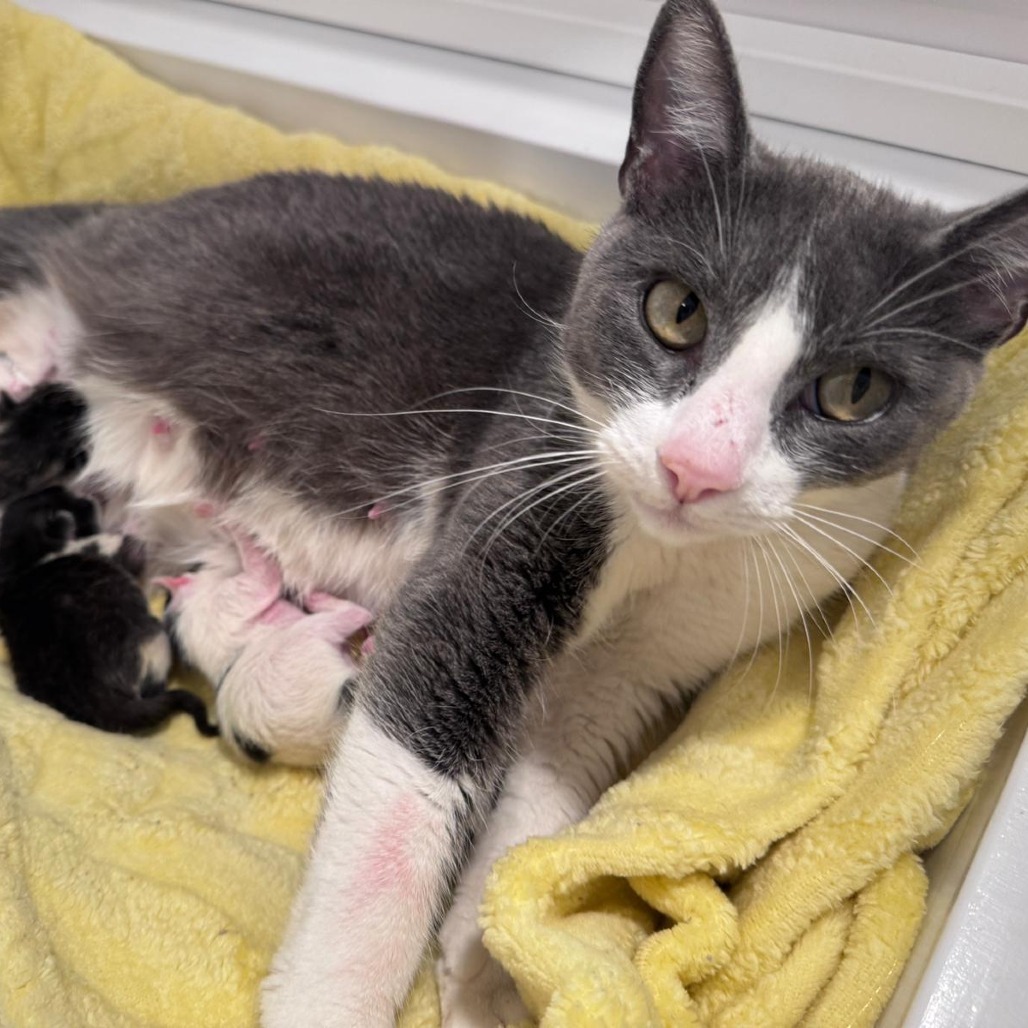 Valentina, an adoptable Domestic Short Hair in Talent, OR, 97540 | Photo Image 2