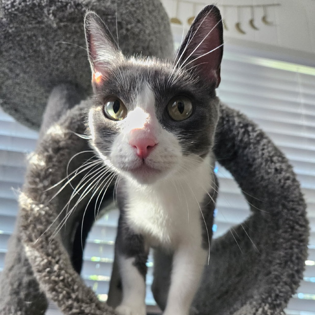Valentina, an adoptable Domestic Short Hair in Talent, OR, 97540 | Photo Image 3