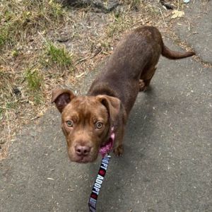 Goldie, Young Female Pit Bull Terrier