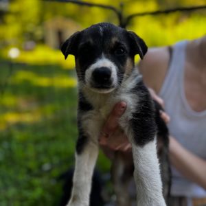 Beast is currently in a foster home He is learning the ropes of what it takes to be in a