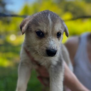 Flash loves nothing more than to be with his human companions He has experience with being kenneled