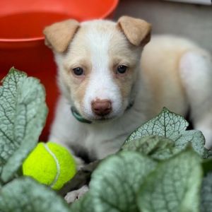 Meet Wolverine Breed Shepherd Mix Age 2 months Personality Sweet calm and cuddly Wolverine may