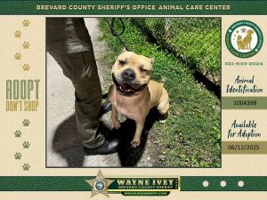 Prescott, Adult Male Mixed Breed