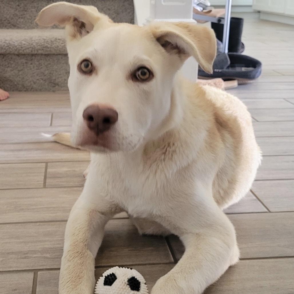 Rocket / Atlas