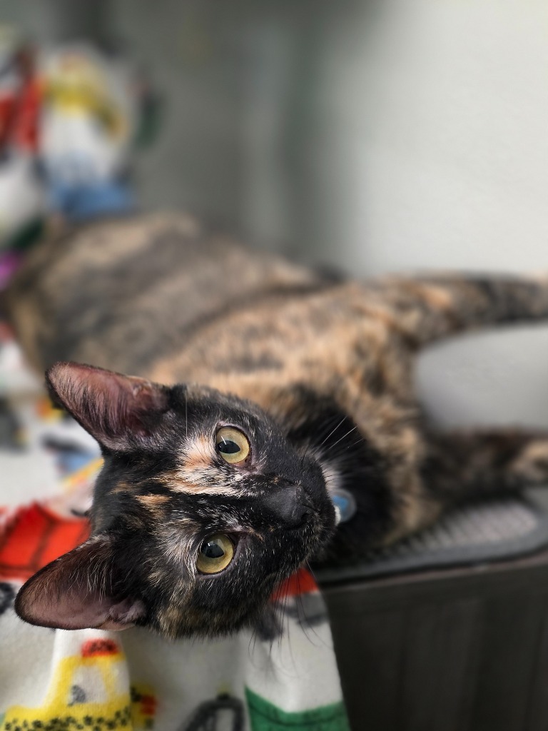 Shelly, an adoptable Domestic Short Hair in Minot, ND, 58701 | Photo Image 1