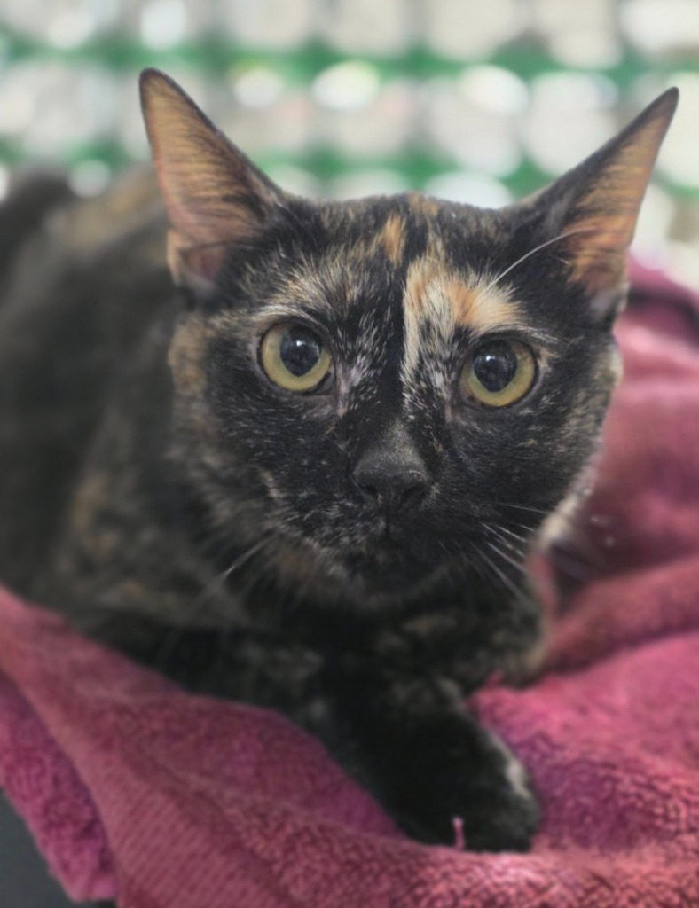 Shelly, an adoptable Domestic Short Hair in Minot, ND, 58701 | Photo Image 2