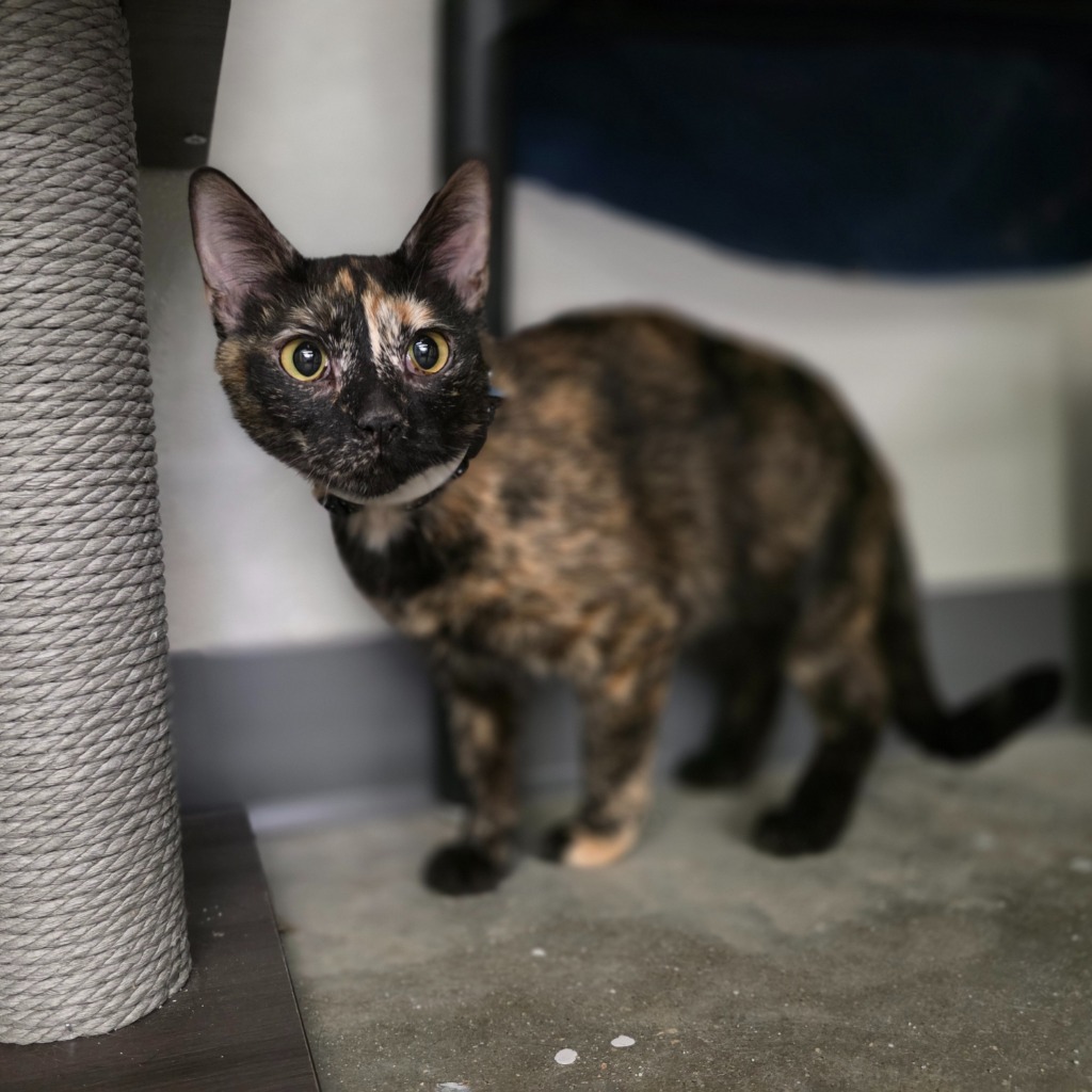 Shelly, an adoptable Domestic Short Hair in Minot, ND, 58701 | Photo Image 3