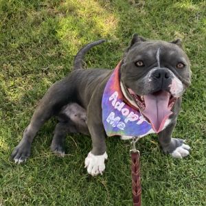 Frogger Pit Bull Terrier Dog