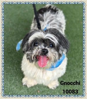 Primary Color White Secondary Color Black Weight 15lbs Age 9yrs 0mths 3wks Animal has been Neute