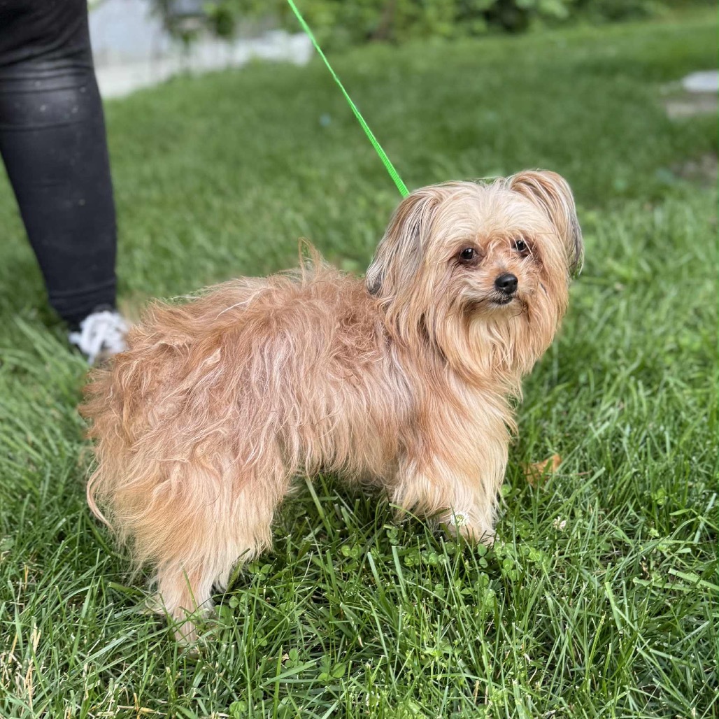 Crash, an adoptable Yorkshire Terrier, Papillon in Pasadena , MD, 21122 | Photo Image 2
