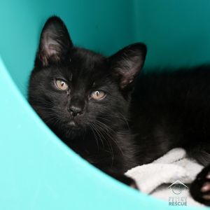 Kittens under 6 months old are adopted in pairs It is important for them to go to a home with