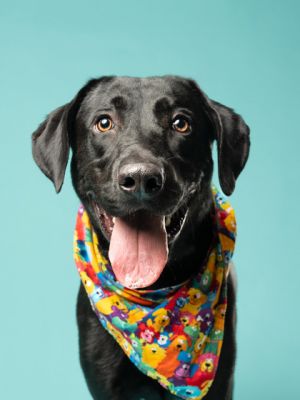 Paxton, Adult Male Labrador Retriever
